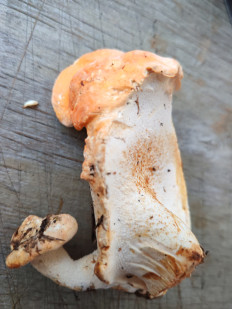 Гриб из Москва