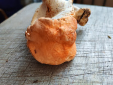 Гриб из Москва