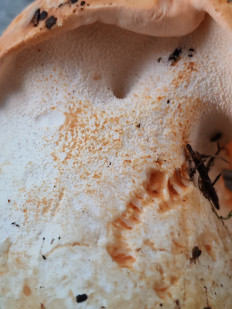 Гриб из Москва