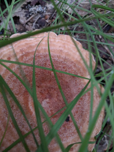 Гриб из Владимир