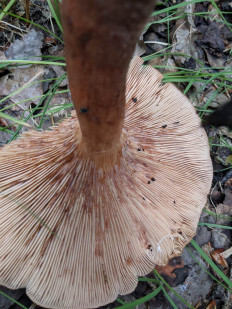 Гриб из Владимир