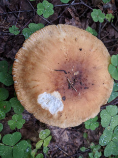 Гриб из Владимир