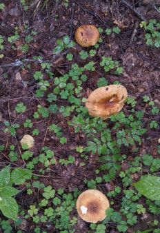 Гриб из Владимир