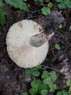 Гриб из Владимир