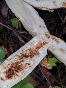 Гриб из Владимир