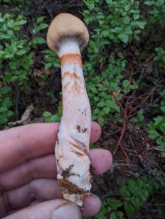 Паутинник браслетчатый