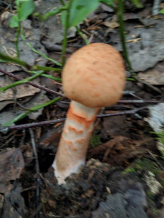 Паутинник браслетчатый