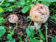 Гриб из Москва