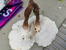 Гриб из Москва