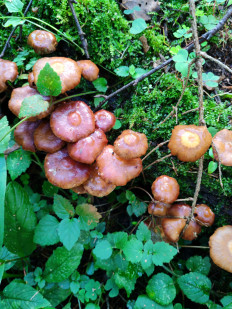 Гриб из Москва