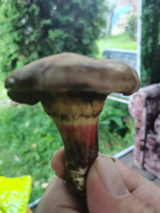 Гриб из Киржач