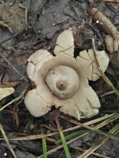 Гриб из Казань