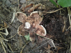 Гриб из Казань