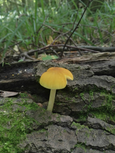 Плютей львино-жёлтый