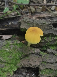 Плютей львино-жёлтый