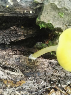 Плютей львино-жёлтый