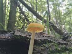 Плютей львино-жёлтый