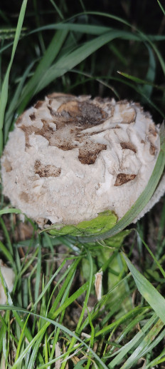 Зонтик краснеющий