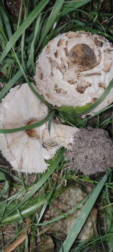 Зонтик краснеющий