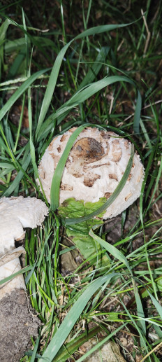 Зонтик краснеющий