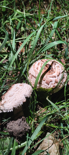 Зонтик краснеющий