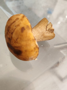 Гриб из Москва