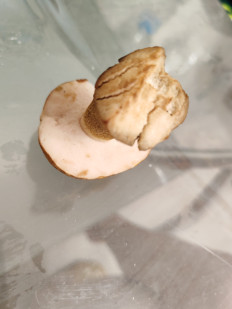 Гриб из Москва