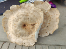 Гриб из Москва