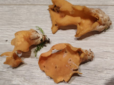 Гриб из Москва