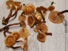 Гриб из Москва