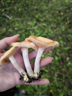 Гриб из Кызыл