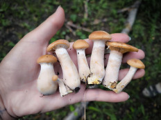 Гриб из Кызыл