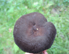 Lactarius lignyotus - Млечник бурый