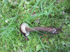 Lactarius lignyotus - Млечник бурый