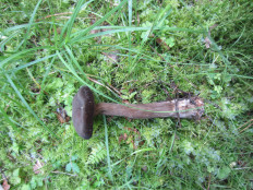 Lactarius lignyotus - Млечник бурый