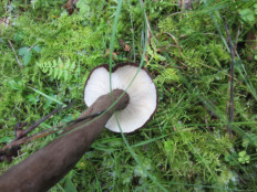 Lactarius lignyotus - Млечник бурый