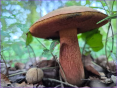 Suillellus luridus - Дубовик обыкновенный