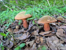 Suillellus luridus - Дубовик обыкновенный