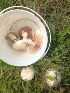 Гриб из Калининград