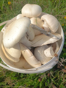 Гриб из Калининград