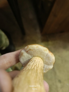 Гриб из Массив Новинка