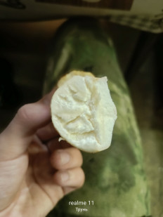 Гриб из Массив Новинка