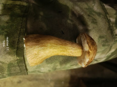 Гриб из Массив Новинка