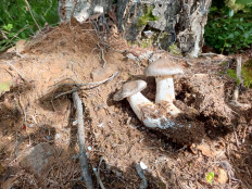 Гриб из Талдан