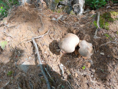 Гриб из Талдан