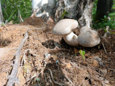 Гриб из Талдан