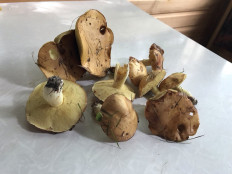 Гриб из Сергиев посад