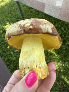 Гриб из moscow