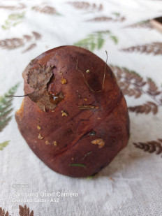 Гриб из Москва