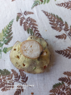 Гриб из Москва